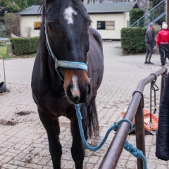 Weihnachtsreiten2018-03-DSCF0086